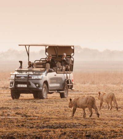 Safari truck watches two lions approach, Wilderness Busanga Bush Camp, Kafue, Zambia - Yellow Zebra Safari
