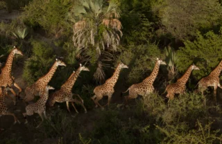 Giraffes in Tarangire National Park, Tanzania safaris