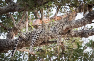 Leopard safari, Katavi National Park, Tanzania