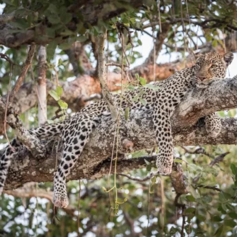 Leopard safari, Katavi National Park, Tanzania