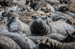 Hippo safari, Katavi National Park, Tanzania