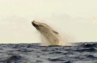 Whale-watching, Tanzania coast, Africa safaris