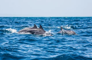 Dolphins, off the coast of mainland Tanzania