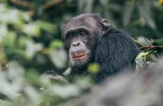 Chimpanzee habituation project, Rubondo Island, Tanzania, Africa