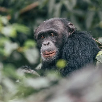 Chimpanzee habituation project, Rubondo Island, Tanzania, Africa