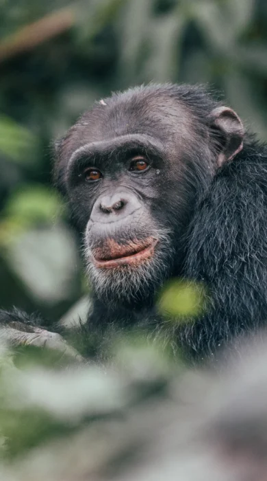 Chimpanzee habituation project, Rubondo Island, Tanzania, Africa