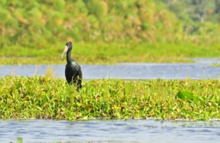 Birdlife at Rubondo Island National Park, Tanzania