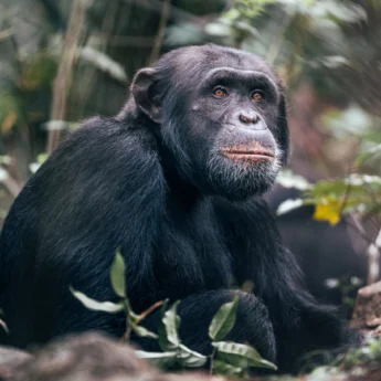 Chimpanzee project, Rubondo Island, Tanzania, Africa