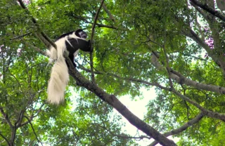 Colobus monkey, Rubondo Island National Park, Tanzania