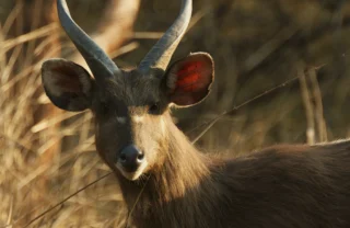 Sitatunga, Rubondo Island National Park, Tanzania