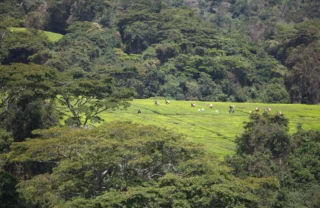 Tea plantations, Mufindi, Tanzania, Africa