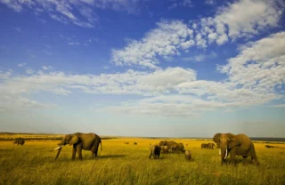 Elephant safaris, greater Mara conservancies, Kenya holidays