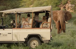 Elephant in the Greater Mara, Kenya driving safaris