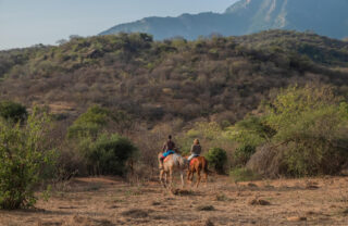 Horse, Sarara Treehouses, Namunyak Conservancy, Kenya, Yellow Zebra Safaris