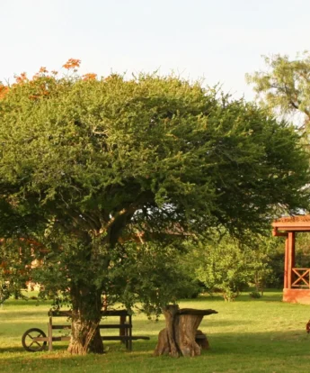 Sosian gardens