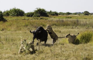 Three lions attack a buffalo, one in attacking the haunches, Botswana - Yellow Zebra Safaris