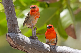 Two Fody Birds sit on a branch, Mauritius - Yellow Zebra Safaris