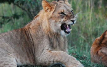 Lion Oct 2013