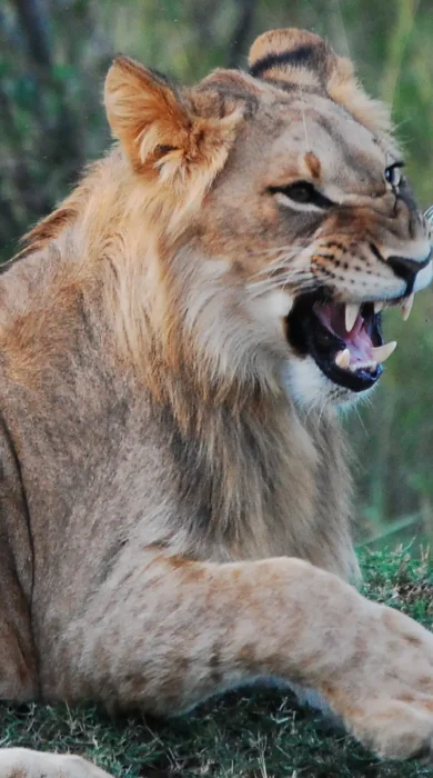 Lion Oct 2013