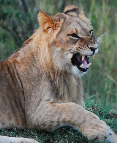Lion Oct 2013