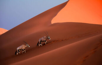 Two Oryx climb the red dunes, Namibia - Yellow Zebra Safaris