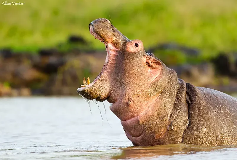 wildlife hippo
