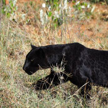 Photograph of Laikipia black leopard by safari specialist Jo E