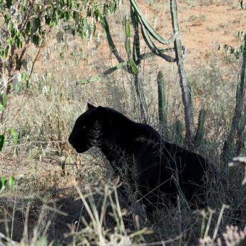 Photo of rare black leopard sitting in bushes taken by safari specialist Jo in Laikipia