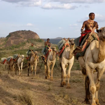Ol Malo.88Camels.C