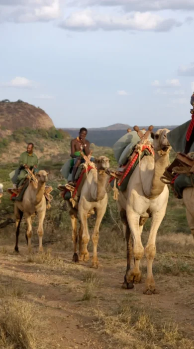 Ol Malo.88Camels.C