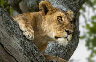 A Lion sits in a tree, peering intently into the distance - Yellow Zebra Safari