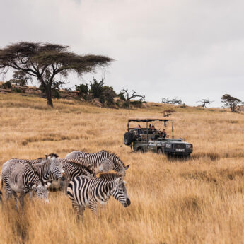A group of zebras sits in the foreground, in high grass, whilst a safari jeep watches on, Lewa, Kenya - Yellow Zebra Safari