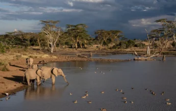 Elephants, El Karama Lodge, Laikipia, Kenya