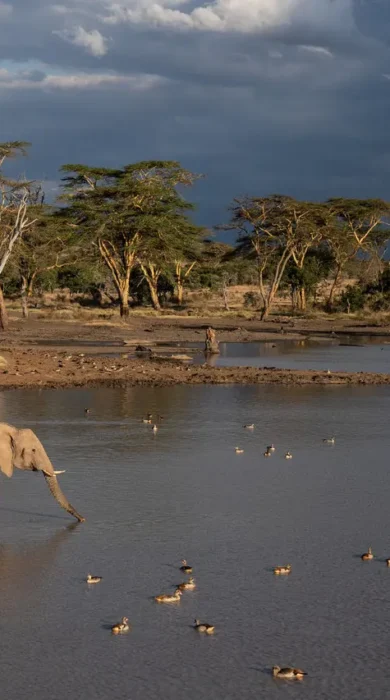 Elephants, El Karama Lodge, Laikipia, Kenya