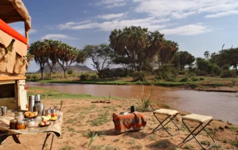 saruni samburu bush picnic kenya yellow zebra safaris