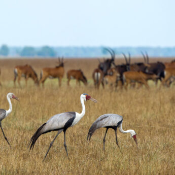 View of Busanga Plains birdlife and antelope Zambia