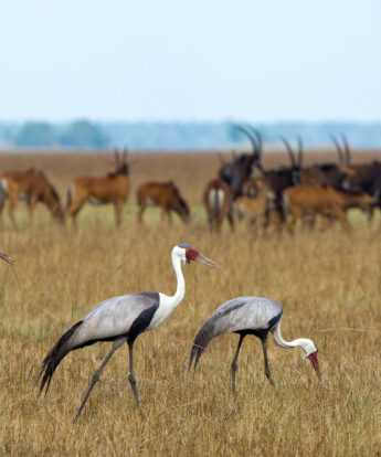 View of Busanga Plains birdlife and antelope Zambia