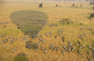 Aerial view of a herd of zebras from a hot air balloon, whose shadow you can see on the grass, Serengeti, Tanzania - Yellow Zebra Safaris