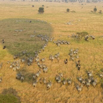 Aerial view of a herd of zebras from a hot air balloon, whose shadow you can see on the grass, Serengeti, Tanzania - Yellow Zebra Safaris