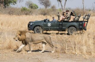 A safari vehicle stops to watch a walking male lion, Kaingo Camp, South Luangwa NP, Zambia - Yellow Zebra Safaris