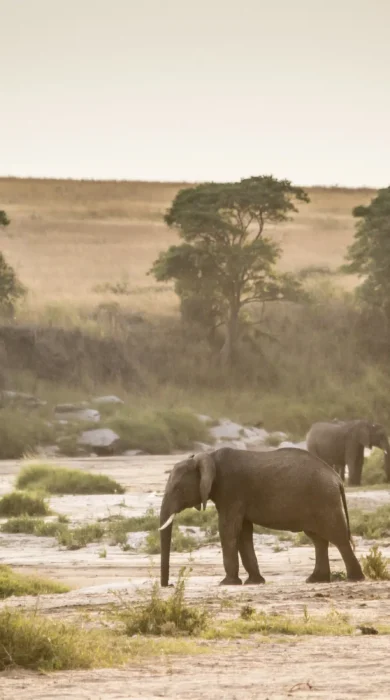 Elephants on the Sand river Kenya