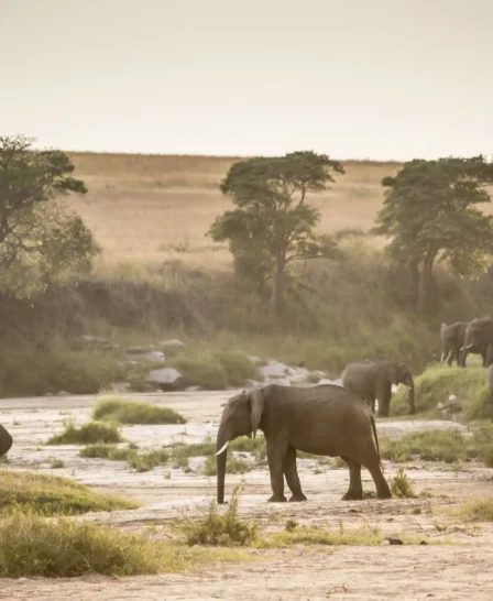Elephants on the Sand river Kenya