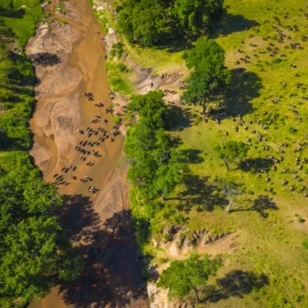 Aerial view of wildebeest migration across a wide river, Kenya - Yellow Zebra Safaris