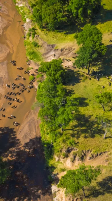 Aerial view of wildebeest migration across a wide river, Kenya - Yellow Zebra Safaris