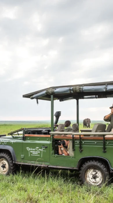 governors camp game drive kenya yellow zebra safaris