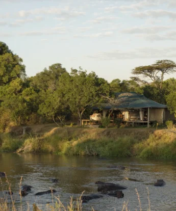 ngare serian tanzania camp view yellow zebra safaris