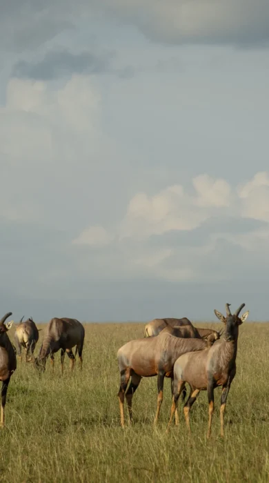 Kenya wildlife