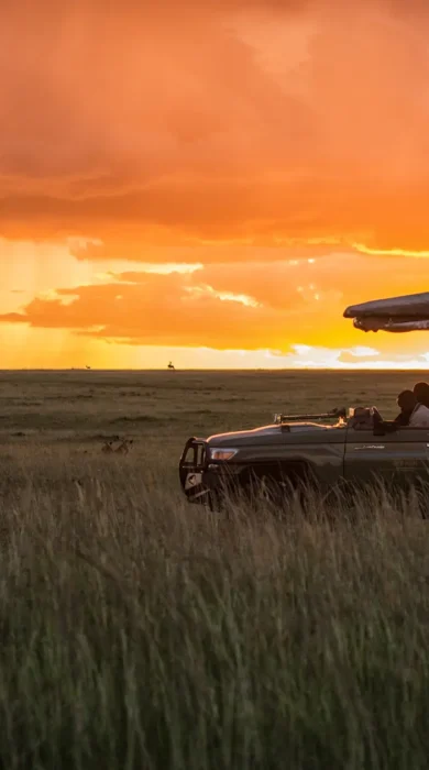mara plains sunset drive kenya yellow zebra safaris