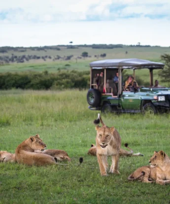 mara plains drive kenya yellow zebra safaris