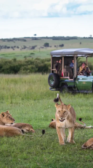 mara plains drive kenya yellow zebra safaris